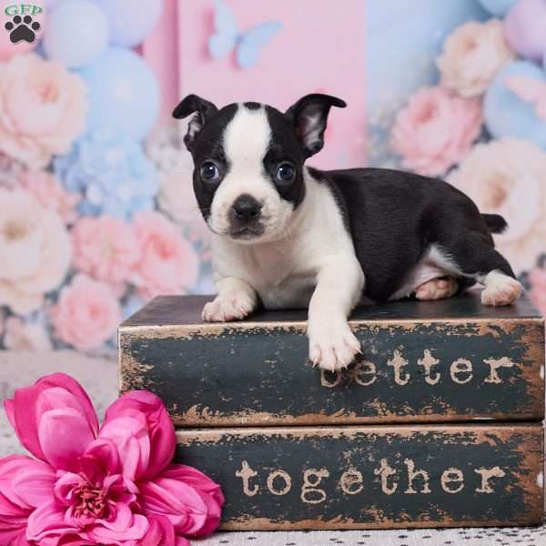 Hyacinth, Boston Terrier Puppy